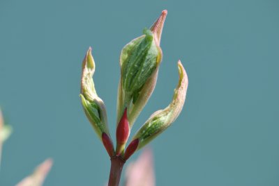 Acer pensylvanicum - javor pensylvánský - jarní pučení